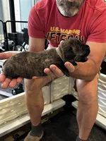 Cane Corso - Gray Collar Cream Brindle, a male Cane Corso for sale in Reevesville, SC – 6 of 10