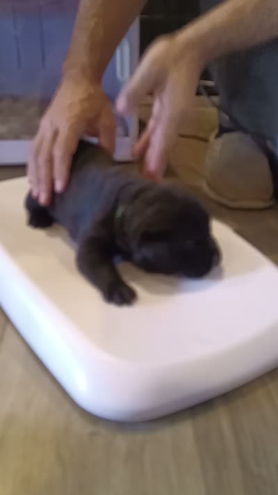Kenzo, a male Rottweiler and Cane Corso for sale in Reevesville, SC – 3 of 3