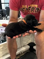 Cane Corso - Orange Collar Black, a male Cane Corso for sale in Reevesville, SC – 6 of 10