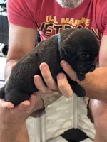 Cane Corso - Dark Blue Collar Black Brindle, a male Cane Corso for sale in Reevesville, SC – 6 of 10