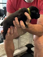 Cane Corso - Light Green Collar Black, a male Cane Corso for sale in Reevesville, SC – 7 of 10