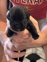 Cane Corso - Dark Pink Collar Black Brindle, a female Cane Corso for sale in Reevesville, SC – 3 of 10