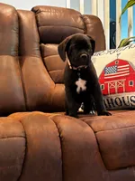 Cane Corso - Bombur - Orange Collar Black, a male Cane Corso for sale in Reevesville, SC – 1 of 7