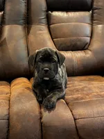 Cane Corso - Havoc - Dark Blue Collar Black Brindle, a male Cane Corso for sale in Reevesville, SC – 2 of 7