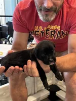 Cane Corso - Purple Collar Black, a female Cane Corso for sale in Reevesville, SC – 10 of 10