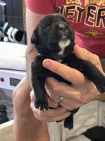 Cane Corso - Purple Collar Black, a female Cane Corso for sale in Reevesville, SC – 7 of 10