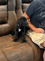 Cane Corso - Bombur - Orange Collar Black, a male Cane Corso for sale in Reevesville, SC – 5 of 7