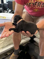 Cane Corso - Light Pink Collar Black, a female Cane Corso for sale in Reevesville, SC – 10 of 10