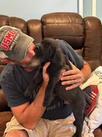 Cane Corso - Titan - Light Green Collar Black, a male Cane Corso for sale in Reevesville, SC – 7 of 7