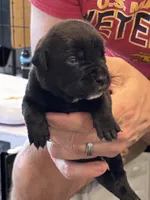 Cane Corso - Light Pink Collar Black, a female Cane Corso for sale in Reevesville, SC – 1 of 10