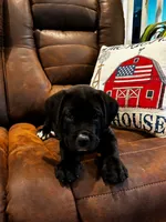 Cane Corso - Blitz - Purple Collar Black, a female Cane Corso for sale in Reevesville, SC – 2 of 7