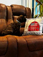 Cane Corso - Atlas - Light Blue Collar Black Brindle, a male Cane Corso for sale in Reevesville, SC – 7 of 7