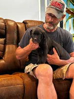Cane Corso - Blitz - Purple Collar Black, a female Cane Corso for sale in Reevesville, SC – 4 of 7