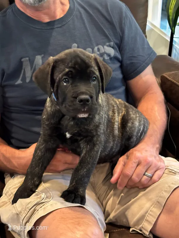 Cane Corso - Havoc - Dark Blue Collar Black Brindle – Cane Corso puppy for sale in Reevesville, SC