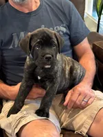 Cane Corso - Havoc - Dark Blue Collar Black Brindle, a male Cane Corso for sale in Reevesville, SC – 1 of 7