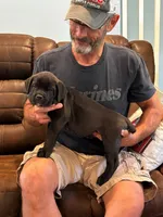 Cane Corso - Titan - Light Green Collar Black, a male Cane Corso for sale in Reevesville, SC – 3 of 7