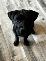 Rotticorso - Red Collar Black Female, a female Rottweiler and Cane Corso for sale in Reevesville, SC – 5 of 10