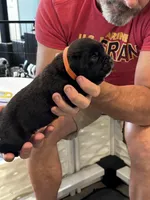 Cane Corso - Orange Collar Black, a male Cane Corso for sale in Reevesville, SC – 9 of 10
