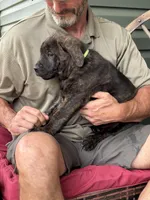 Rotticorso - Light Green Collar Brindle Male, a male Rottweiler and Cane Corso for sale in Reevesville, SC – Photo 2 of 4