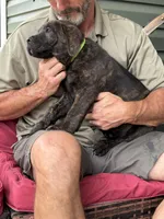 Rotticorso - Light Green Collar Brindle Male, a male Rottweiler and Cane Corso for sale in Reevesville, SC – Photo 1 of 4