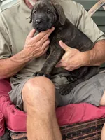 Rotticorso - Light Green Collar Brindle Male, a male Rottweiler and Cane Corso for sale in Reevesville, SC – Photo 3 of 4