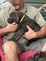 Rotticorso - Light Green Collar Brindle Male, a male Rottweiler and Cane Corso for sale in Reevesville, SC – Photo 4 of 4