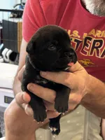 Cane Corso - Light Green Collar Black, a male Cane Corso for sale in Reevesville, SC – 3 of 10