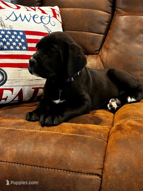 Cane Corso - Blitz - Purple Collar Black – Cane Corso puppy for sale in Reevesville, SC