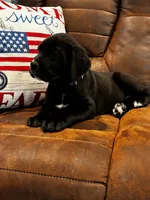 Cane Corso - Blitz - Purple Collar Black, a female Cane Corso for sale in Reevesville, SC – 1 of 7