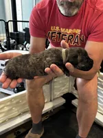 Cane Corso - Gray Collar Cream Brindle, a male Cane Corso for sale in Reevesville, SC – 9 of 10