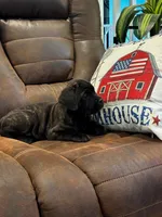 Cane Corso - Cricket - Dark Pink Collar Black Brindle, a female Cane Corso for sale in Reevesville, SC – 3 of 6