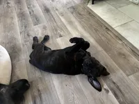 Rotticorso - Gray Collar Brindle Female, a female Rottweiler and Cane Corso for sale in Reevesville, SC – 9 of 10