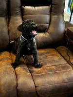 Cane Corso - Havoc - Dark Blue Collar Black Brindle, a male Cane Corso for sale in Reevesville, SC – 7 of 7