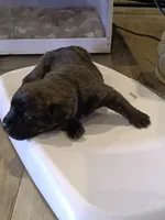 Kiko , a female Rottweiler and Cane Corso for sale in Reevesville, SC – 2 of 3