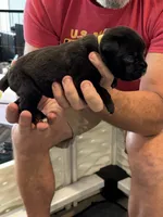 Cane Corso - Light Green Collar Black, a male Cane Corso for sale in Reevesville, SC – 6 of 10