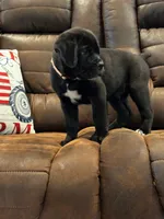 Cane Corso - Bombur - Orange Collar Black, a male Cane Corso for sale in Reevesville, SC – 3 of 7
