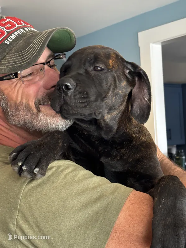 Rotticorso - Gray Collar Brindle Female – Rottweiler, Cane Corso puppy for sale in Reevesville, SC