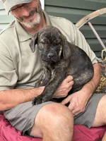 Rotticorso - Blue Collar Brindle Male, a male Rottweiler and Cane Corso for sale in Reevesville, SC – Photo 2 of 4