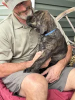 Rotticorso - Blue Collar Brindle Male, a male Rottweiler and Cane Corso for sale in Reevesville, SC – Photo 4 of 4