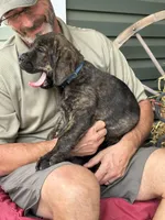 Rotticorso - Blue Collar Brindle Male, a male Rottweiler and Cane Corso for sale in Reevesville, SC – Photo 3 of 4