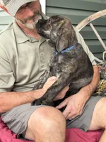 Rotticorso - Blue Collar Brindle Male, a male Rottweiler and Cane Corso for sale in Reevesville, SC – Photo 1 of 4