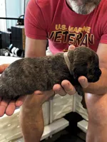 Cane Corso - Gray Collar Cream Brindle, a male Cane Corso for sale in Reevesville, SC – 4 of 10