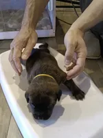 Katana , a female Rottweiler and Cane Corso for sale in Reevesville, SC – 2 of 3