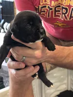 Cane Corso - Purple Collar Black, a female Cane Corso for sale in Reevesville, SC – 2 of 10