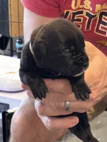 Cane Corso - Light Pink Collar Black, a female Cane Corso for sale in Reevesville, SC – 2 of 10