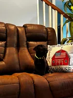 Cane Corso - Titan - Light Green Collar Black, a male Cane Corso for sale in Reevesville, SC – 6 of 7