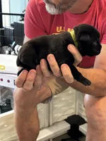 Cane Corso - Light Green Collar Black, a male Cane Corso for sale in Reevesville, SC – 4 of 10