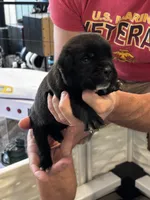 Cane Corso - Orange Collar Black, a male Cane Corso for sale in Reevesville, SC – 3 of 10