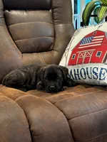 Cane Corso - Cricket - Dark Pink Collar Black Brindle, a female Cane Corso for sale in Reevesville, SC – 5 of 6