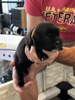 Cane Corso - Orange Collar Black, a male Cane Corso for sale in Reevesville, SC – 4 of 10